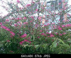 Нажмите на изображение для увеличения
Название: rose tree blossom.jpg
Просмотров: 344
Размер:	87.0 Кб
ID:	48933