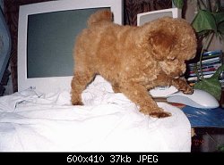 Нажмите на изображение для увеличения
Название: poodle2-1.jpg
Просмотров: 983
Размер:	36.8 Кб
ID:	34874