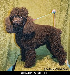 Нажмите на изображение для увеличения
Название: poodle alfa before.jpg
Просмотров: 1404
Размер:	58.3 Кб
ID:	12851