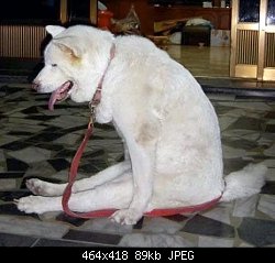 Нажмите на изображение для увеличения
Название: sit_dog-1120560346-18683.jpg
Просмотров: 797
Размер:	89.1 Кб
ID:	12867