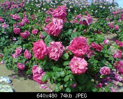 Нажмите на изображение для увеличения
Название: roses3-small.jpg
Просмотров: 335
Размер:	74.5 Кб
ID:	13122