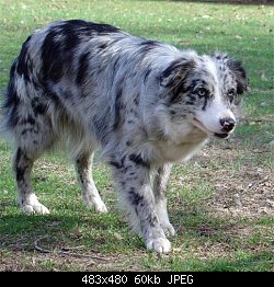 Нажмите на изображение для увеличения
Название: australian shepherd-s.jpg
Просмотров: 611
Размер:	59.8 Кб
ID:	13737