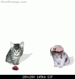 Нажмите на изображение для увеличения
Название: 2kittens_scene5[1].gif
Просмотров: 172
Размер:	144.7 Кб
ID:	1508