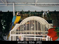 Нажмите на изображение для увеличения
Название: parrots.jpg
Просмотров: 413
Размер:	91.9 Кб
ID:	1623