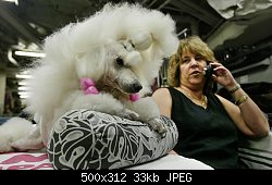 Нажмите на изображение для увеличения
Название: dog_show_39.jpg
Просмотров: 315
Размер:	32.6 Кб
ID:	21126