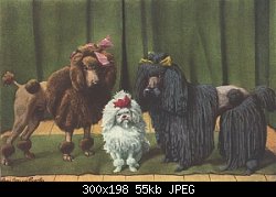 Нажмите на изображение для увеличения
Название: thm_curlytoyandcordedpoodles.jpg
Просмотров: 673
Размер:	55.5 Кб
ID:	21161