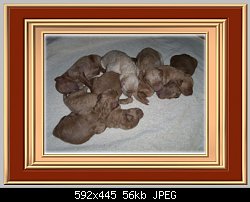 Нажмите на изображение для увеличения
Название: puppies 2d.jpg
Просмотров: 338
Размер:	55.7 Кб
ID:	25219