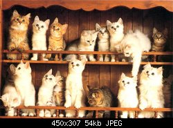 Нажмите на изображение для увеличения
Название: много кошек!.jpg
Просмотров: 419
Размер:	54.1 Кб
ID:	321