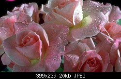 Нажмите на изображение для увеличения
Название: roses.jpg
Просмотров: 211
Размер:	20.1 Кб
ID:	40447