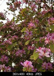 Нажмите на изображение для увеличения
Название: violet blossom-s.jpg
Просмотров: 258
Размер:	49.5 Кб
ID:	42586