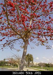 Нажмите на изображение для увеличения
Название: red blossom.jpg
Просмотров: 229
Размер:	49.9 Кб
ID:	43698