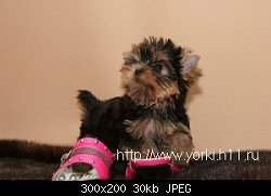 Нажмите на изображение для увеличения
Название: yorkie 22.jpg
Просмотров: 347
Размер:	29.7 Кб
ID:	46421