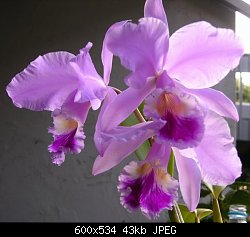 Нажмите на изображение для увеличения
Название: орхидея.jpg
Просмотров: 418
Размер:	42.7 Кб
ID:	4851