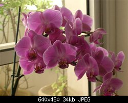Нажмите на изображение для увеличения
Название: orchidea1.jpg
Просмотров: 431
Размер:	34.3 Кб
ID:	4853