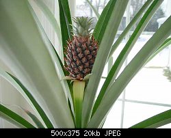 Нажмите на изображение для увеличения
Название: pineapple2.jpg
Просмотров: 158
Размер:	20.1 Кб
ID:	5238