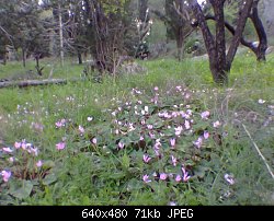 Нажмите на изображение для увеличения
Название: wild cyclomens.jpg
Просмотров: 135
Размер:	70.5 Кб
ID:	5249