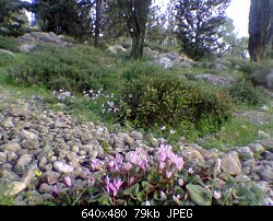 Нажмите на изображение для увеличения
Название: wild cyclomens and flowers .jpg
Просмотров: 149
Размер:	78.9 Кб
ID:	5254