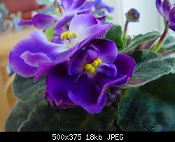 Нажмите на изображение для увеличения
Название: violets.jpg
Просмотров: 124
Размер:	17.9 Кб
ID:	5265