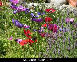 Нажмите на изображение для увеличения
Название: israel flowers 2.jpg
Просмотров: 221
Размер:	83.9 Кб
ID:	5352
