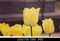 Нажмите на изображение для увеличения
Название: tulip3.jpg
Просмотров: 233
Размер:	63.0 Кб
ID:	5365
