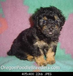 Нажмите на изображение для увеличения
Название: phantom boy 2_oregon poodles breeders.jpg
Просмотров: 485
Размер:	22.1 Кб
ID:	54330