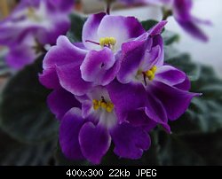 Нажмите на изображение для увеличения
Название: viola_violet&white2.jpg
Просмотров: 534
Размер:	22.2 Кб
ID:	5449