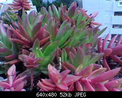 Нажмите на изображение для увеличения
Название: red succulent.jpg
Просмотров: 508
Размер:	52.3 Кб
ID:	5455