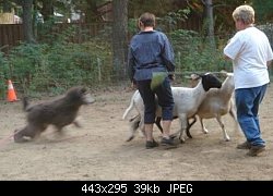 Нажмите на изображение для увеличения
Название: ch bibelot\'s tin lizzie _hearding.jpg
Просмотров: 284
Размер:	38.9 Кб
ID:	62411