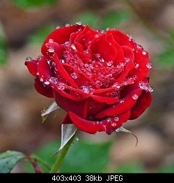 Нажмите на изображение для увеличения
Название: роза в каплях росы.jpg
Просмотров: 166
Размер:	37.7 Кб
ID:	68002