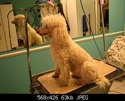 Нажмите на изображение для увеличения
Название: poodle2.jpg
Просмотров: 304
Размер:	62.9 Кб
ID:	7538