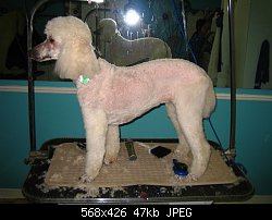 Нажмите на изображение для увеличения
Название: poodle3.jpg
Просмотров: 304
Размер:	47.4 Кб
ID:	7539