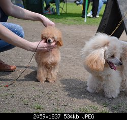 Нажмите на изображение для увеличения
Название: выставка Симферополь ЧРКФ.jpg
Просмотров: 196
Размер:	534.0 Кб
ID:	76955