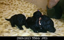 Нажмите на изображение для увеличения
Название: all 4 pups.jpg
Просмотров: 188
Размер:	555.6 Кб
ID:	71002