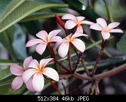 Нажмите на изображение для увеличения
Название: frangipani flowers см.jpg
Просмотров: 278
Размер:	46.1 Кб
ID:	45246