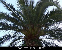 Нажмите на изображение для увеличения
Название: пальма.jpg
Просмотров: 375
Размер:	114.8 Кб
ID:	61755