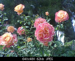 Нажмите на изображение для увеличения
Название: roses4-small.jpg
Просмотров: 483
Размер:	62.0 Кб
ID:	11798